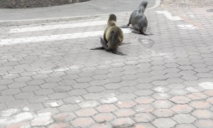 Galapagos Sea Lions Block Traffic