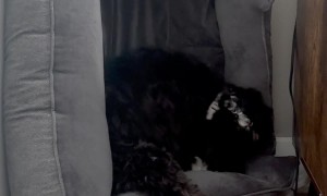 Forgot to Put the Dog Bed Back After Vacuuming