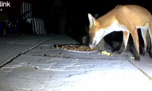 Fox Moves Hedgehog Out of the Way for a Drumstick