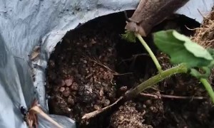 Slug Eating a Mino Plant