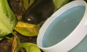 The Plant's Water Tastes Better