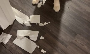 Mr. Knox the Golden Got Into Some Mischief