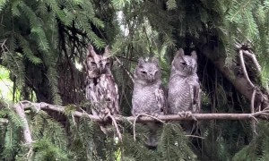 Three Owls Perch On Tree Branch