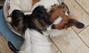 Dog Takes Water Bowl Bath