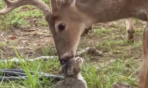 Becoming Deer Friends