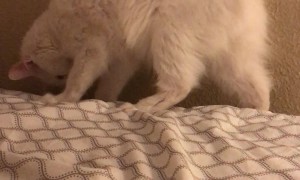 Cat Does Front Flip Off Bed