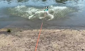 This Is How Much Bugsy Loves the Water