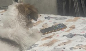 Trained the Dog to Go Through His Phone