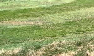 Golden Retriever Goes Full Happy Gilmore