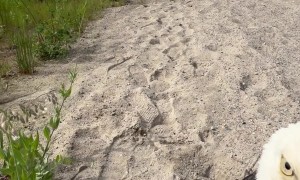 Making Friends With an Eagle