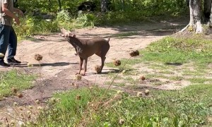 Pup Keeps Big Balloon Up