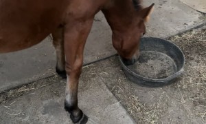 Horses Form Grooming Circle
