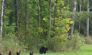 Poultry Patrol Scares Bear Away