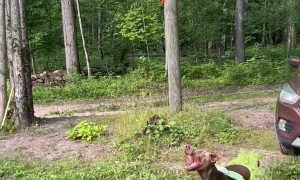 Fairy Dog Keeps Balloon Floating