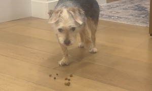 Dog Caught Cheating on Her Diet