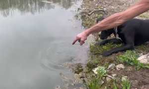 Fish Flops Out of Pond