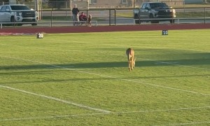 Deer Visits Football Field During Game