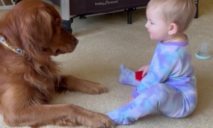 Puppy Kisses Are the Best Kisses