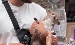 Pampered Pup Gets a VIP Birthday Party