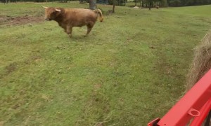 Highland Bull Helps Spread Hay