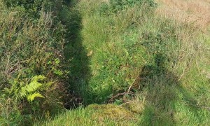 Sheepdog Leaps Into Muddy Gully