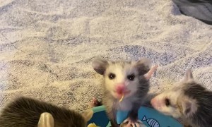 Baby Opossums Have a Fruit Party