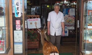 Japanese Deer Denied Entry To Restaurant