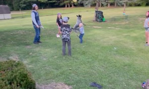 Blue Heeler Takes Out Toddler