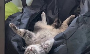 Kitty Discovers Beanbag