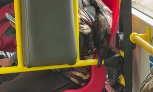 Kitten Sleeping Upside Down on the Bus