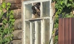 The Ram Found a Home