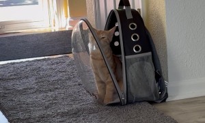 Orange Cat Tries To Escape Open Bubble Bag