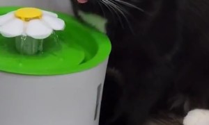 Cat Drinks Via Bluetooth