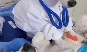 My Dog is a Bone-Afide Medical Professional