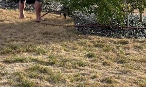 Frenchie or Hose Gremlin?