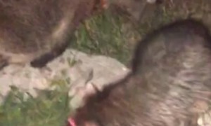 Roadside Raccoon Feeding Frenzy