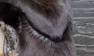 Cat Doing His Skincare on the Kitchen Table