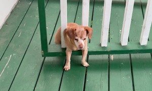 Dog Needs Help Getting Out Of Gate
