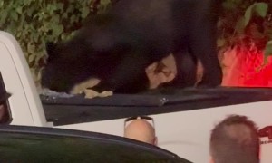 Bear Finds Fishing Bait in Pickup