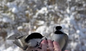 Chickadees Feast On Hand-Fed Bird Seed