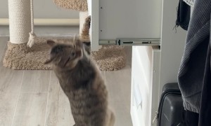 Secret Agent Kitty Plays Hide and Seek in a Dresser
