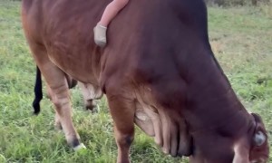 Gentle Bull and Boy Become Best Friends