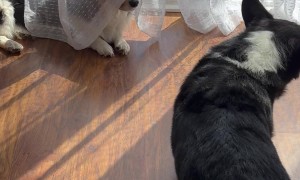 Corgi Plays a Sneaky Prank