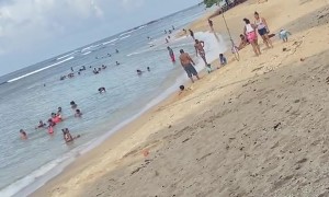 Man Falls From the Tree