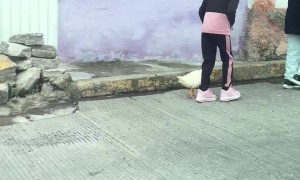 Walking The Duck On A Leash