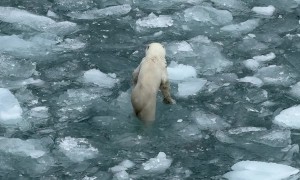 Close Encounter With Polar Bear On Shrinking Ice Cap