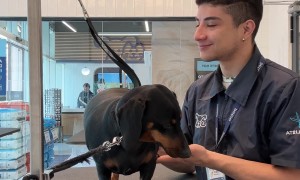 Pampering the Pup's Paws