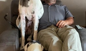 Great Dane Doesn't Fit In Occupied Recliner