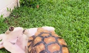 Muaythai Match Between Our Dog and Turtle