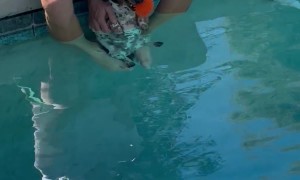Spoiled Dachshund Gets Dipped in Cool Pool